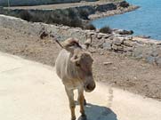 asinara